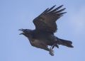 Corvus corax canariensis